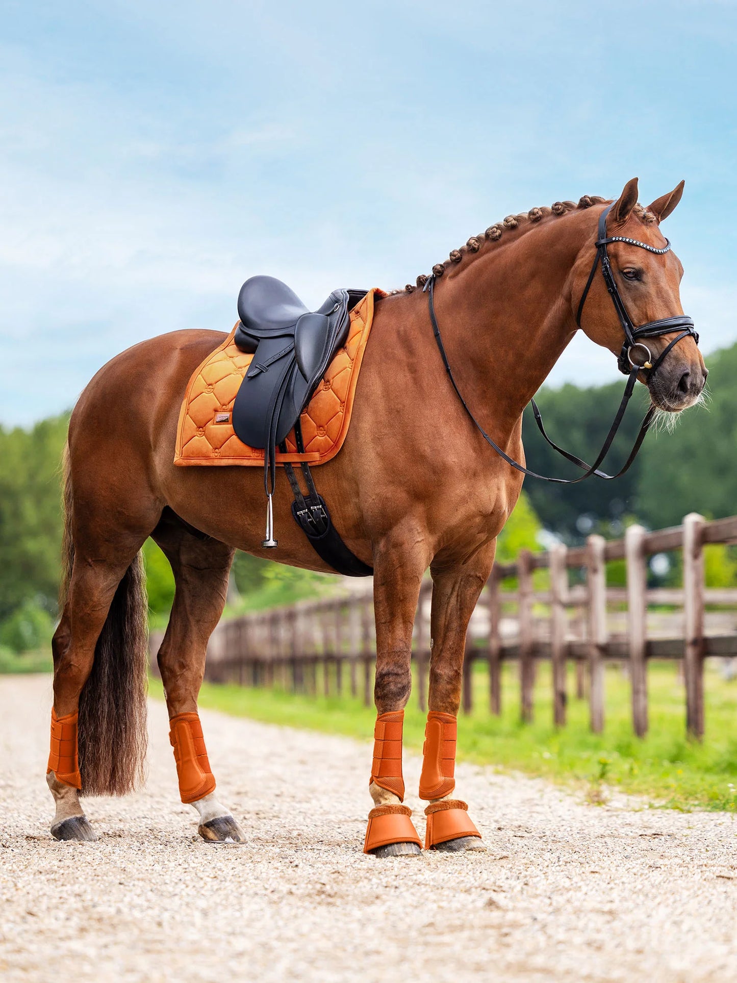 Equestrian Stockholm Dressyrschabrak Velvet