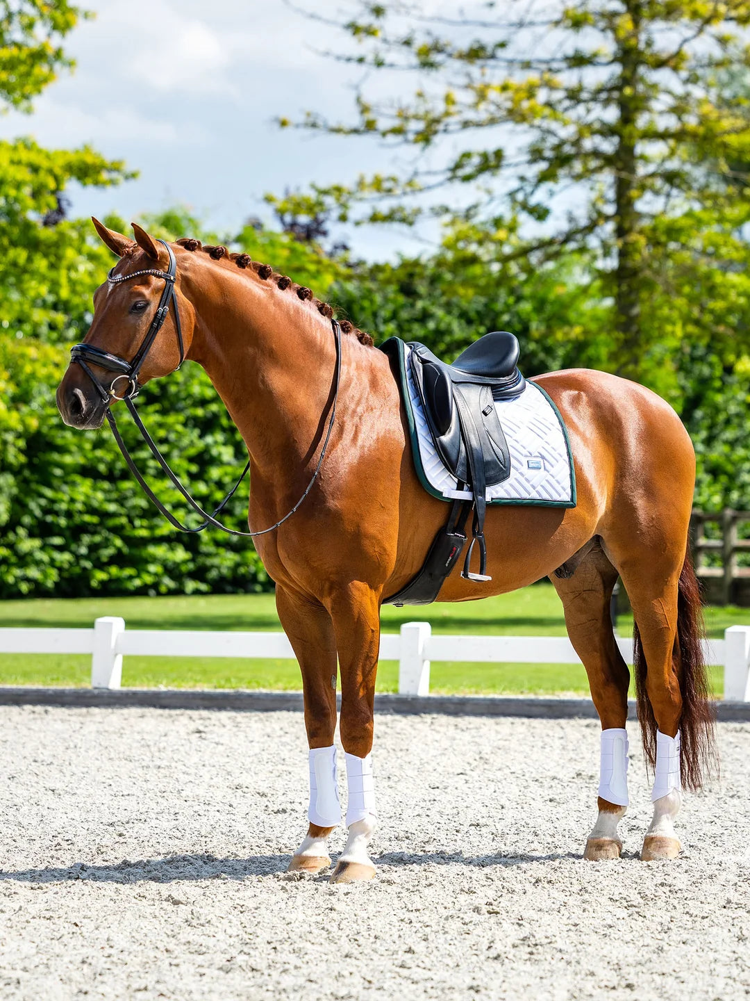 Equestrian Stockholm Dressyrschabrak Modern
