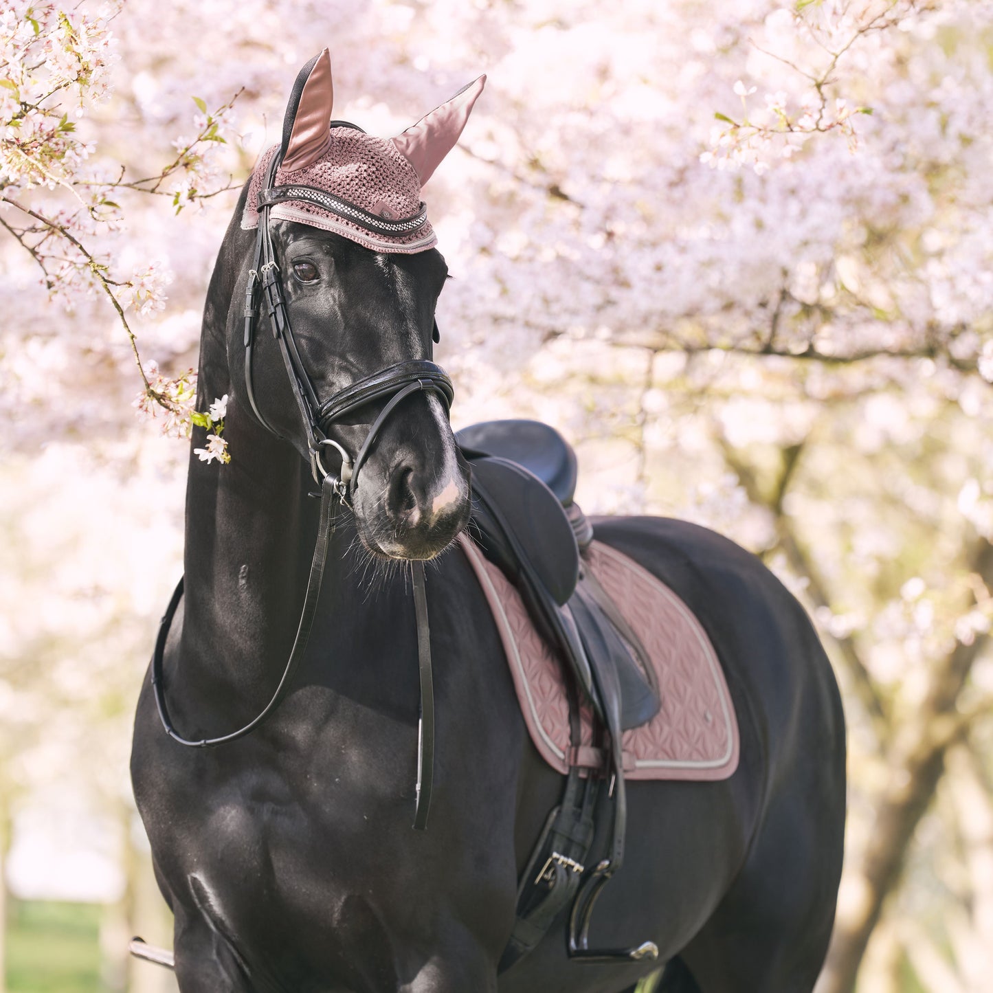 Imperial Riding Lenny Dressyrschabrak + Huva